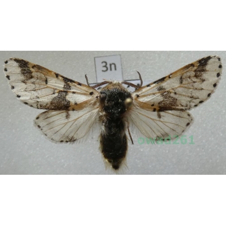 Furcula bicuspis (Borkhausen, 1790) male Poland3n